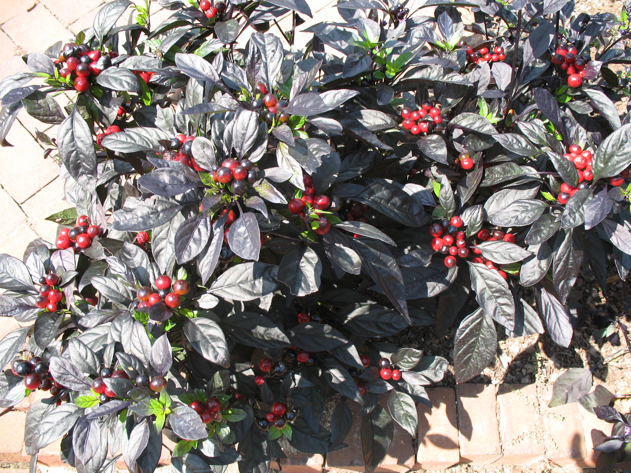 Online Plant Guide Capsicum annuum / Ornamental Pepper varieties